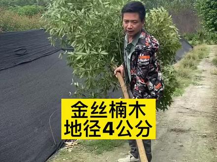 #金丝楠木树苗 金丝楠木树苗小叶桢楠,#金丝楠木 南方北方种植