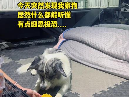 以后说话得背着灰灰了 #边牧 #德牧