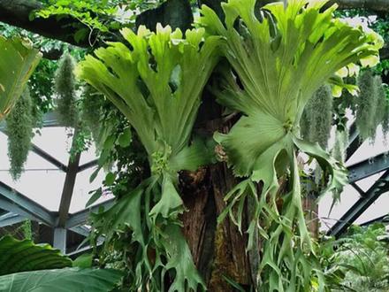 在家拥有雨林,挂在墙上的鹿角蕨#室内绿植 #盆栽绿植@抖音小助手