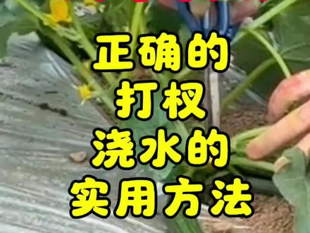 黄瓜正确的打杈和浇水的方法#黄瓜 #黄瓜种植 #黄瓜种植技术 #黄瓜高产 #黄瓜种植管理