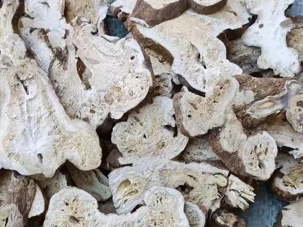 #白术#浙白术#中药本草 #传承中医中药文化 #识百草 兄弟姐妹们,听说过它么?