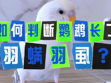如何判断鹦鹉长了寄生虫?建议新手收藏!#鹦鹉 #养鸟经验分享 #饲养鹦鹉 #手养鹦鹉 #科学养宠攻略