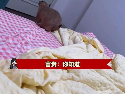 富贵:两年了,终于熬到换班搭子了#土拨鼠 #搞笑 #宠物 #内容启发搜索