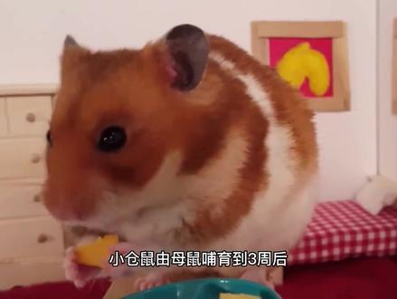仓鼠爸爸会吃掉宝宝吗?小仓鼠为什么不能和鼠爸一起养? #仓鼠 #金丝熊 #宠物 #可爱 #仓鼠日常 #仓鼠🐹