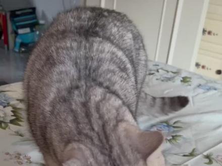 你知道猫咪舔毛代表什么吗?#猫咪 #猫主子的日常