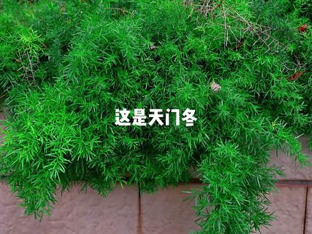 这是天门冬#原创视频 #植物科普#本草纲目 #天门冬