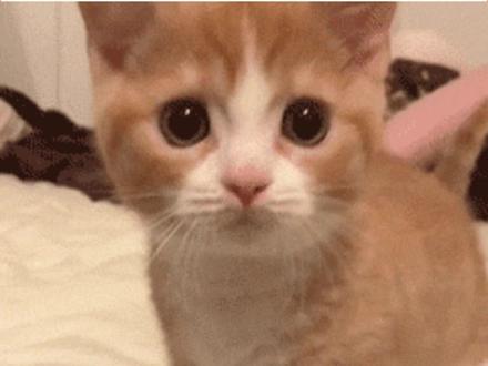 求多闪让我和闺蜜养出满级小火人 #多闪app #多闪