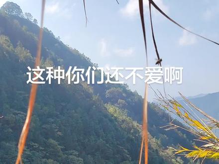 #上热门话题🔥🔥🔥 这种还不是你们喜欢的类型吗,金黄金黄的看着都流口水#户外寻蜂 #这才是真正的爬山 #农村生活记录 #纯天然野生蜂蜜