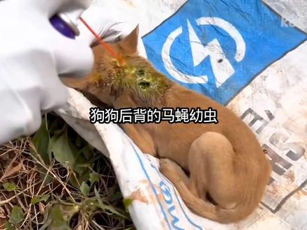 狗狗后背的马蝇幼虫 #动物救助 #动物解说 #动物 #解压视频 #动物科普
