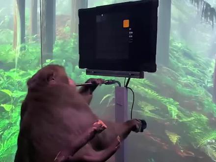 脑机接口新玩法 马斯克的猴子用意念玩游戏