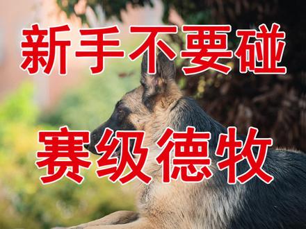 新手不要养弓背赛级德牧#德牧 #弓背德牧