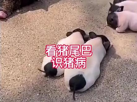 看猪尾巴识猪病#养猪人#养猪 #猪病