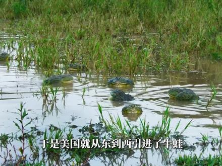 牛蛙还能玩崩加州经济? #商业思维 #科普 #美食 #知识 #抖音年味新知贺岁