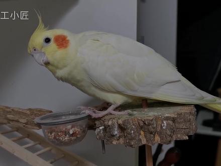 【折纸】教你做一只会“抢食”的纸鹦鹉