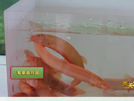 又可以吃又可以观赏金龙鳅