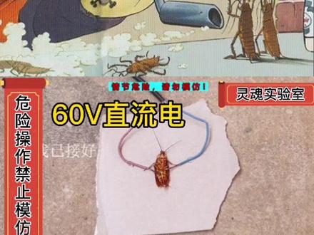 #实验 #蟑螂 #小强 #回味童年 #不限流 #电击 视频来源于@胡搞空间