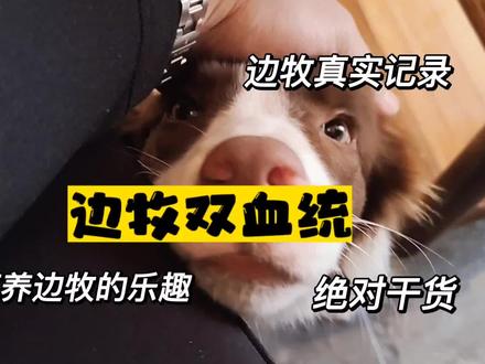 边牧双血统!你是怎么理解的呢?#边牧