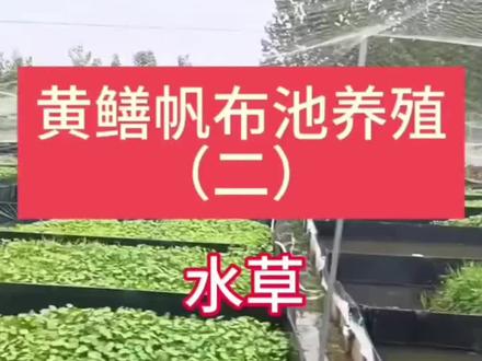 黄鳝帆布池养殖如何养水养草?#水产养殖#黄鳝养殖#水产人#高密度养殖#鳝鱼