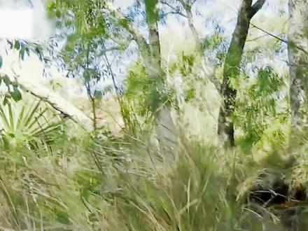 德爷求生一澳大利亚 (中)高清版#荒野求生#野外生存#德爷