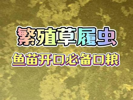 繁殖草履虫@鱼苗必备口粮 #制作草履虫