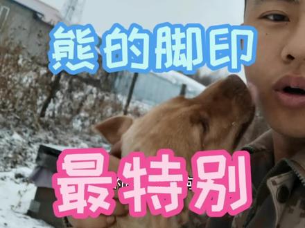 遇见熊印,尽量要远离,冬天时它出来不是收到惊扰就是饿了#涨知识 #科普 #三农 #我的乡村生活 #户外#野外生存