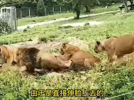 激将法是不,我承认我上套了!你们要的狮虎斗来了。#狮子 #老虎 #猫科动物 #大猫 #狮虎斗
