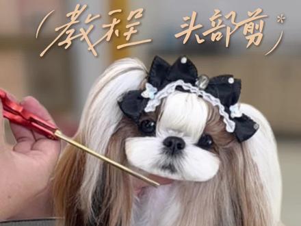 #真实生活分享 2分钟学会!手残党来学!
谁说西施宝贝难打理?修剪出来不可爱?这不就来了吗?
今天教大家西施怎么从小邋遢到仙气飘飘小仙女的完美蜕变!
毛发蓬松秘诀:每天10分钟梳毛+定期洗护,耳周毛发要小心修剪哦~!!注意不要打结哦~想get同款长装造型?
来其乐宠美,让你的毛孩子也能C位出道!
#宠物美容培训 #萌宠出道计划 #马尔济斯 #其乐宠美培训学校
