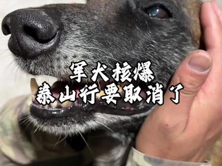 军犬核爆泰山行 #狗子成精了 #二棒与狗 #军犬核爆 #狗狗的心思都写在脸上了