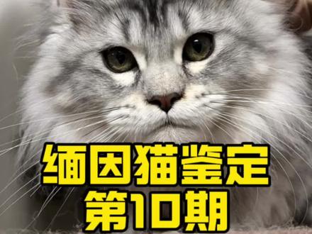 #缅因猫 #缅因猫鉴定 评论区鉴定第十期哦。