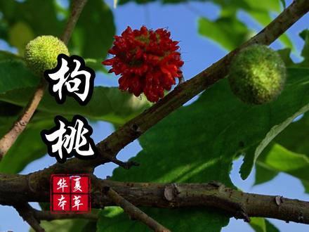 枸桃,大名鼎鼎的楮实子 #热点 #乡村生活 #植物科普