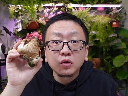 洋水仙只长也不开花,也许少了这一步#水仙花