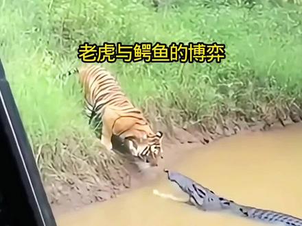 百兽之王的老虎与水中霸主鳄鱼的精彩较量#东北虎#鳄鱼#弱肉强食的动物世界