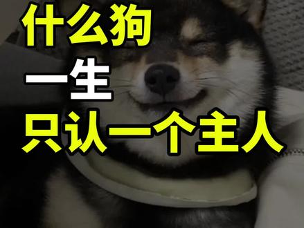 什么狗一生只认一个主人#柴犬 #柴犬交流群 #全国柴犬交流群 #柴犬群 #柴犬宝宝