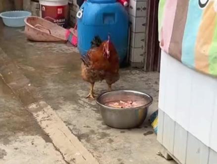 公鸡以为主人拌好吃的凑上去 结果看到同伴被剁成鸡块 被吓得双腿发抖 路都走不稳了 鸡:刚才还在一块 现在你怎么一块一块的了#动物趣事 #万万没想到