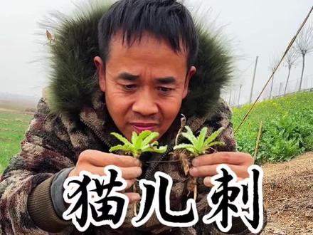 猫儿刺 早春优质野菜萋萋芽,浑身长满小刺,所以叫它刺儿菜,农村人叫它野红花,它不仅是美味的野菜,还是重要的中草药,民间郎中都会把它挖回去!#小蓟 #刺儿菜 #野菜#挖野菜#植物科普