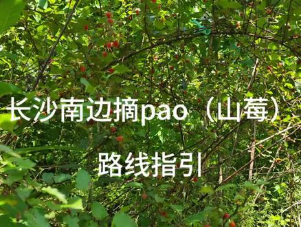 长沙南摘山莓(pao)路线,使用固定设备拍摄 #丛林山路