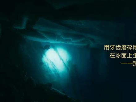 海豹 用牙齿磨碎厚厚冰层 在冰面上生养幼崽