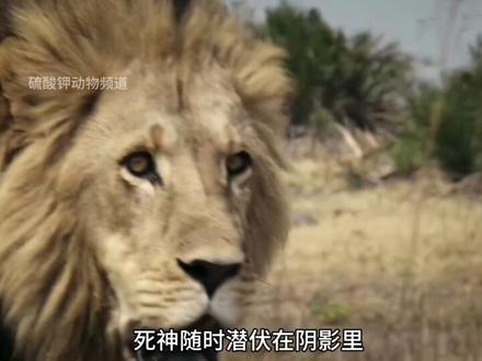 大象妈妈两百多天的孕育,终于产下了象宝宝 #动物世界 #动物科普 #神奇动物在抖音 #大象