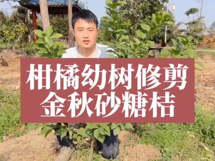 柑橘幼树修剪,金秋砂糖桔#修剪 #柑橘 #柑橘修剪