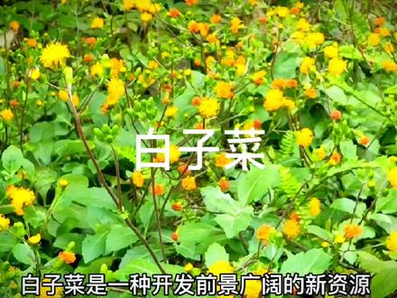 白子菜又称富贵菜,是一种开发前景广阔的药食新资源 #植物 #药用植物 #中草药 #我的乡村生活