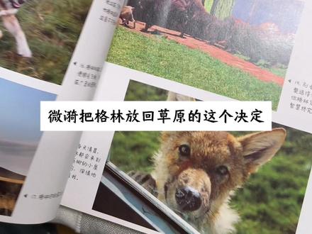 重返狼群,是李微漪用生命换来的人狼传奇,也是狼妈为格林写下的“狼的童话”,希望读完这个世界能多一些敬畏生命的人,这大概就是格林存在的意义吧!#重返狼群 #李微漪 #李微漪和格林的故事 #敬畏生命敬畏自然 #徐哈哈陪你读书