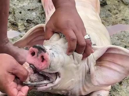 盘点各种鱼,来看看能不能吃#鱼#科普 #金蟾抱鲤 #河豚 #动物科普