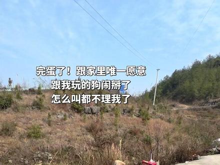 在线求!!!怎么把狗哄好#哄狗技巧 #狗是人类最忠诚的朋友 #狗不理人咋办#狗狗的日常