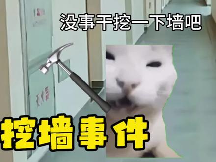 学校挖墙事件🤡#猫meme#抽象