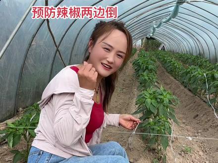 我是英姐,来自河南商丘,今天分享吊辣椒预防倒的小技巧,你们是这样做的吗#记录真实生活 #辣椒的管理方法和技巧 #辣椒