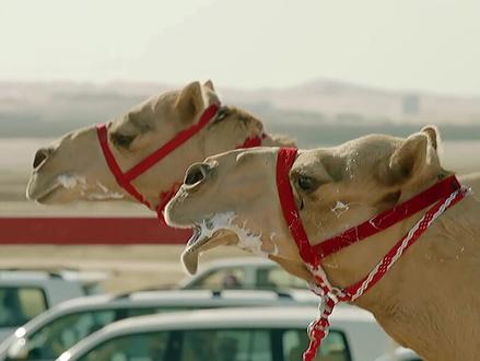 第九集#单峰骆驼 该怎么骑呢?#神奇动物在抖音 #爱护大自然保护野生动物 #科普一下 #动物世界