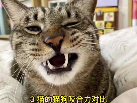 同体型下的狸花猫和土狗那个更厉害?你知道嘛?#盘锦喵苑国际名猫 #养猫小百科 #猫 #科学养宠攻略 #善待动物关爱生命