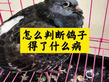 怎么判断鸽子得了什么病 #养鸽#信鸽赛鸽