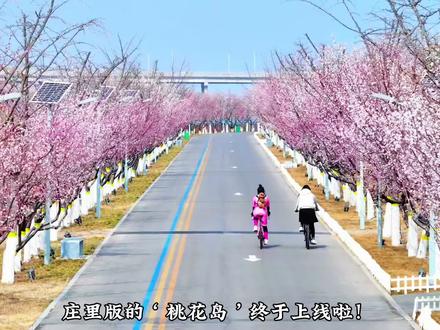 庄里版的‘桃花岛’上线啦!不要门票,目前可以免预约进岛! 不光可以打卡开往春天的列车,还可以蓝色沙滩打卡小黄鸭#石家庄游玩推荐 #石家庄赏花 #桃花岛 #这么近那么美周末到河北 #河北文旅推荐官