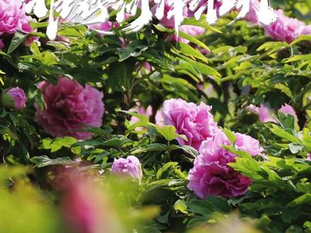 演员郝熠然推荐家乡牡丹 唯有牡丹真国色 花开时节动京城。
#郝熠然 #菏泽牡丹 #唯有牡丹真国色花开时节动京城 #航拍菏泽邢帅 #航拍菏泽